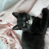 Zeytin ço..