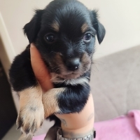Pinscher..
