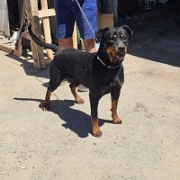 ROTTWEILER ..!! KISIR..!!  ACİİLL ÖTESİ..!!