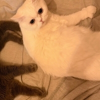 Pamuğa gü..