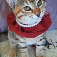 Ballı Lok..