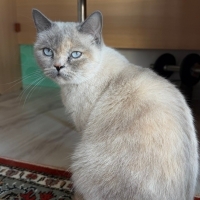 SOKAĞA AT..
