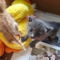 Annesi tarafından terk edilen kedi