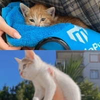 Yeni Sütt..