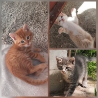 1.5 AYLIK..