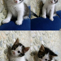 Çok zeki..