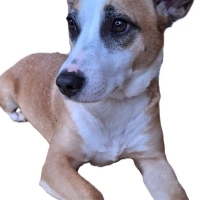Sevgi Dolu ve Enerjik Jack Russell Yuva Arıyor 🐶