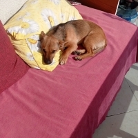 Yavru köpek sahiplenme