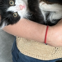 Luna iç dış parazitleri yapıldı veteriner muyanesi yapıldı 2 aylık dişi