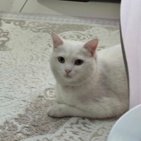 Sevgi dol..