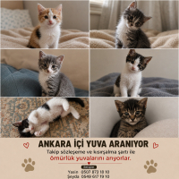 Ankara İç..