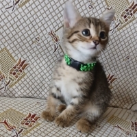 Minik Pat..