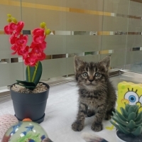 Cana yakın dünya tatlısı bir zuzu