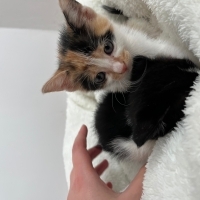 cok tatlı ve uysal bir kedi