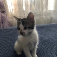 Oyuncu, tuvalet eğitimi var. Kuru mama yiyebiliyor.