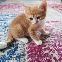 1,5 aylık bebeklere sahip aranıyor