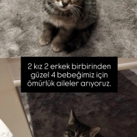 Sokağa te..