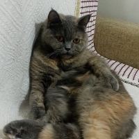 çok uysal..