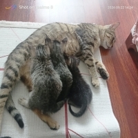 Anne kedi..