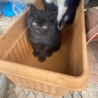 bu tatlı..