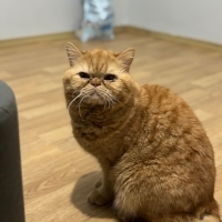 🐾 YUVA ARIYOR 🧡