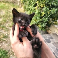 Sevgi dol..