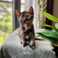 COOKİE BEBEK SOKAĞA DÖNMESİN 😔