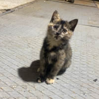 calico ya..