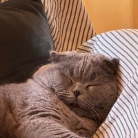 Gece çok..