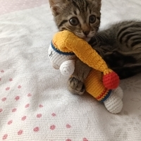 Minik Şuk..