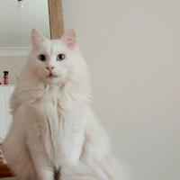 Casper iç..