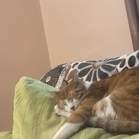 Simba Ömü..
