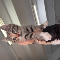 Calico Mi..