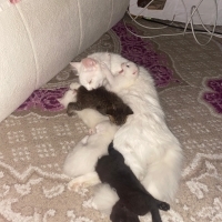 Sanayide..