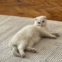 Pamuğu üc..