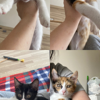 4 tatlı k..