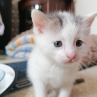 PAMUK OĞL..