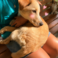 Ücretsiz sahiplenme labrador melez yavru acil yuva