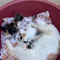 Sokağa gi..