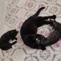 Çok oyunc..