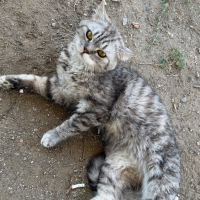 sokağa at..