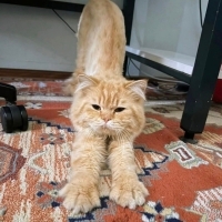 Porsuk yu..
