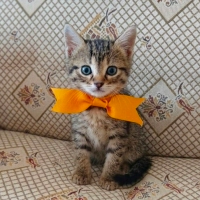 Minik Pre..