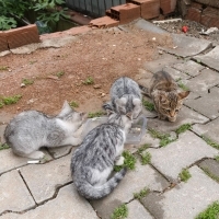 Çok oyunc..