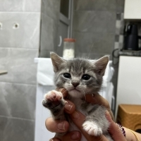 Minnoş kı..
