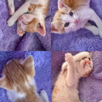 Tarçını ö..