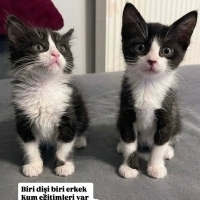 2 Aylık B..