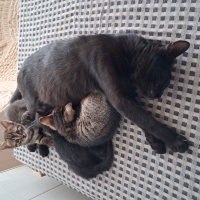 Sokakta İ..