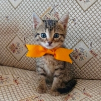 Minik Pre..
