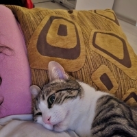 Ömürlük y..